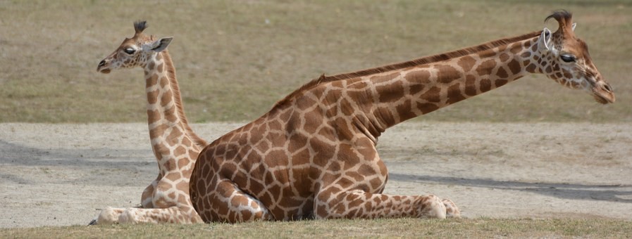 giornata mondiale delle giraffe