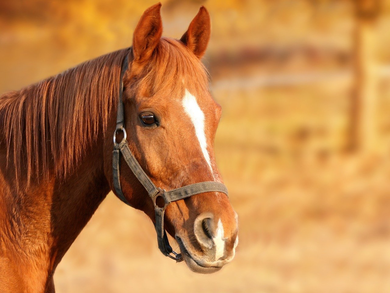 cavallo-marrone