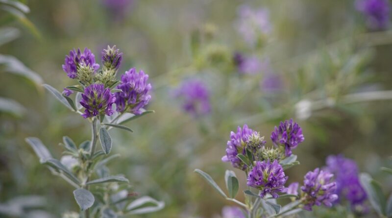 erba medica